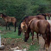 A Lifeline for Culebra’s Horses and Deer