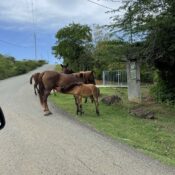 A Lifeline for Culebra’s Horses and Deer