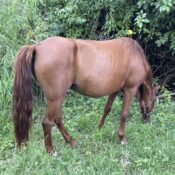 A Lifeline for Culebra’s Horses and Deer