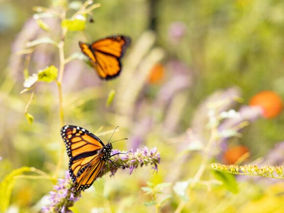 Culebra Eden is Taking Flight